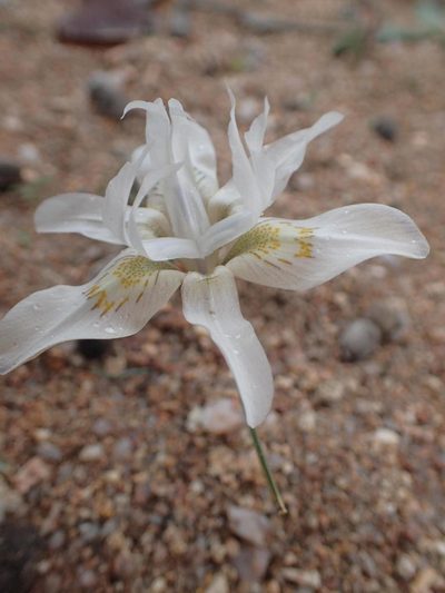 Moraea filicaulis, photographed by Peter Warren