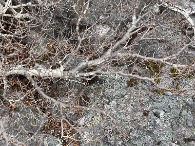 Nothofagus gunnii, photographed by Jesse de Vries