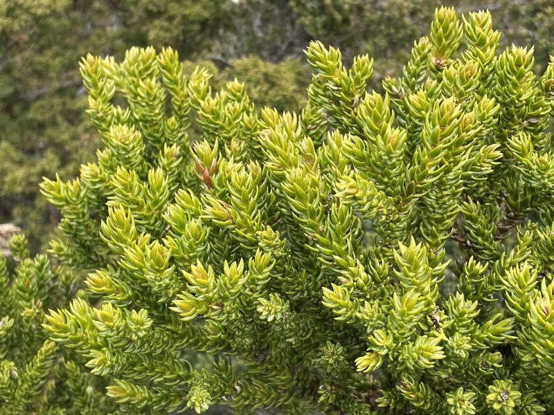 Athrotaxis selaginoides, photographed by Jesse de Vries