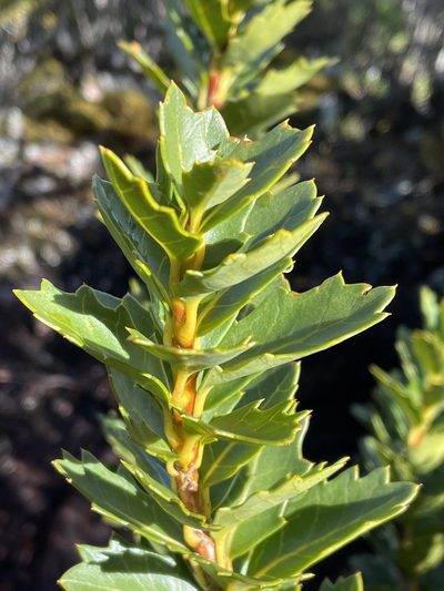 Orites milliganii, photographed by Jesse de Vries