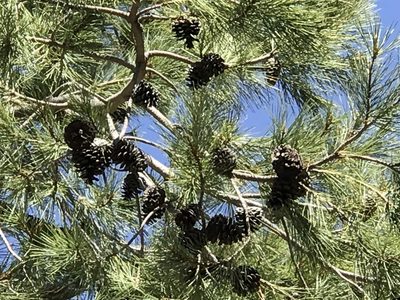 Pinus leiophylla, photographed by CK2AZ