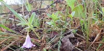 Ruellia cordata, photographed by Suvarna Parbhoo Mohan