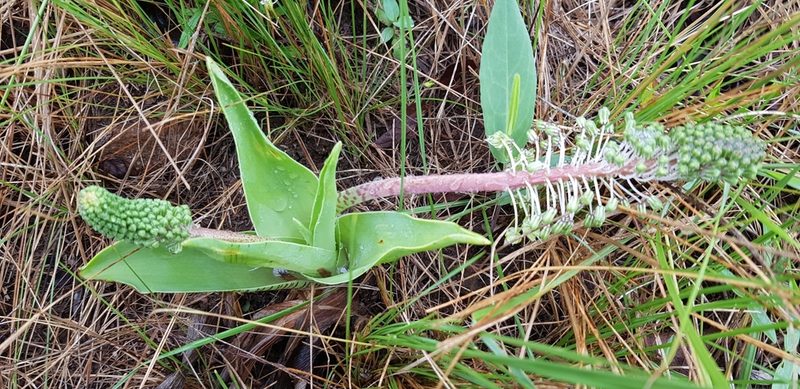 Ledebouria zebrina, photographed by Suvarna Parbhoo Mohan