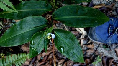 Commelina paludosa, photographed by Hazel Chang