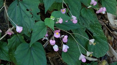 Begonia ravenii, photographed by Hazel Chang