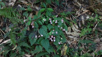 Begonia ravenii, photographed by Hazel Chang