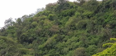 Euphorbia triangularis, photographed by Suvarna Parbhoo Mohan