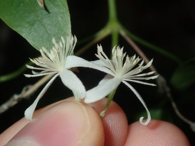 Clematis glycinoides