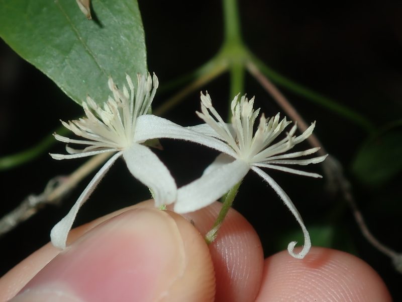 Clematis glycinoides, photographed by Thomas Mesaglio