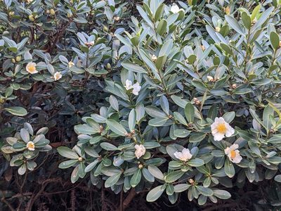 Polyspora axillaris, photographed by portioid