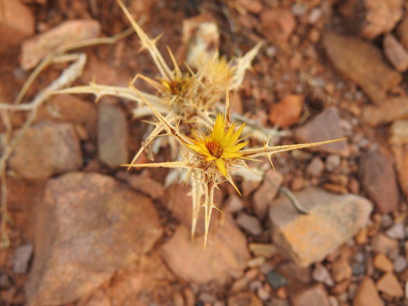 Carlina racemosa, photographed by Duarte Frade