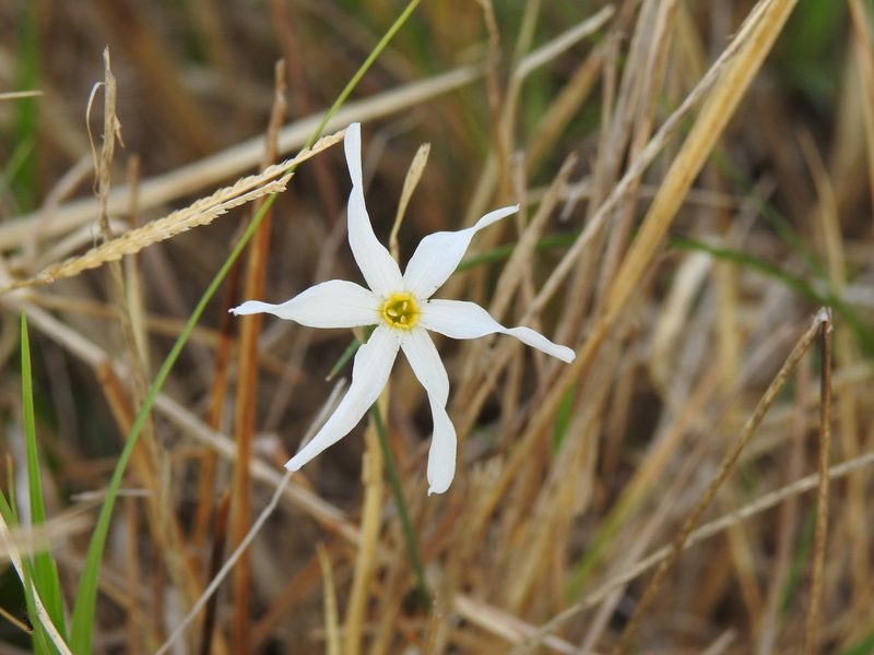 Narcissus serotinus, photographed by Duarte Frade