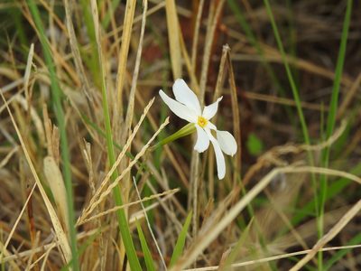 Narcissus serotinus, photographed by Duarte Frade