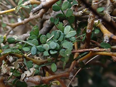 Sophora prostrata, photographed by Duncan Cunningham