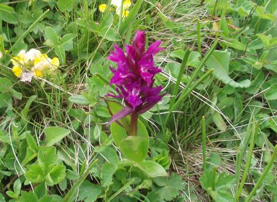 Dactylorhiza euxina, photographed by Борис Георги