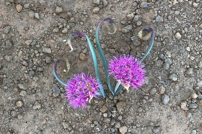 Allium platycaule, photographed by Ryan Elliott