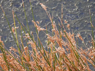 Juncus maritimus, photographed by Duarte Frade