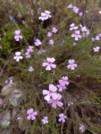 Jamesbrittenia aspalathoides, photographed by Christiaan Viljoen