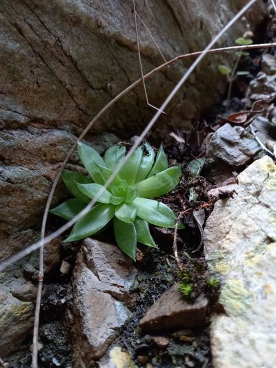 Haworthia cooperi, photographed by Christiaan Viljoen