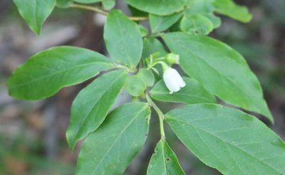 Vaccinium arctostaphylos, photographed by Юрий Данилевский (Yuriy Danilevsky)