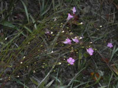 Agalinis tenuifolia, photographed by Michael J. Papay