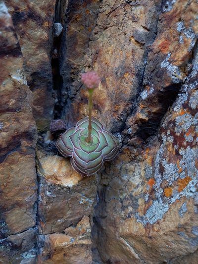 Crassula cremnophila, photographed by Christiaan Viljoen