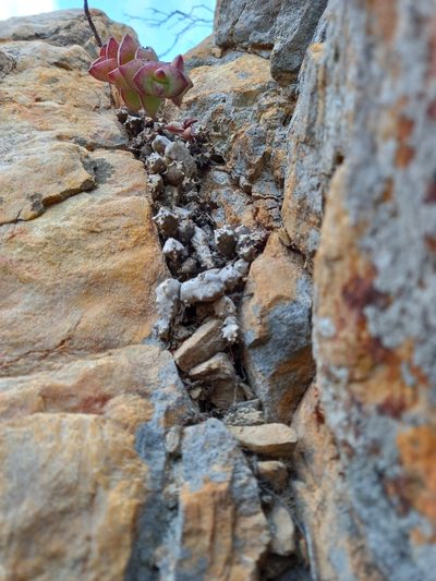 Stapeliopsis saxatilis, photographed by Christiaan Viljoen