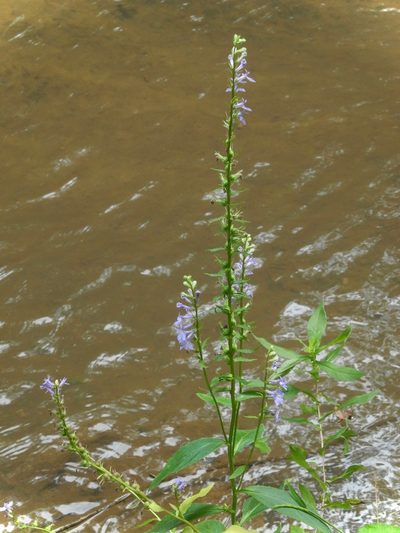 Lobelia amoena, photographed by Michael J. Papay