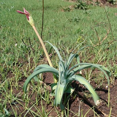 Crinum bulbispermum, photographed by Henry de Lange