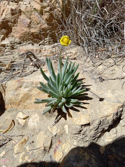 Crassothonna cacalioides, photographed by Christiaan Viljoen