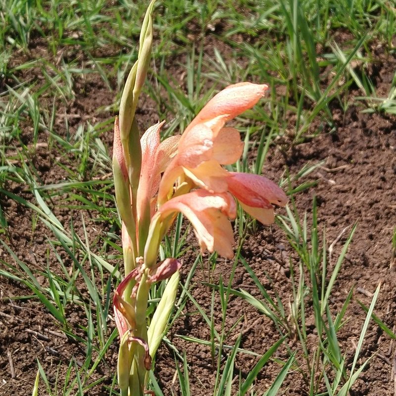 Gladiolus antholyzoides, photographed by Henry de Lange