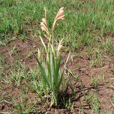 Gladiolus antholyzoides, photographed by Henry de Lange