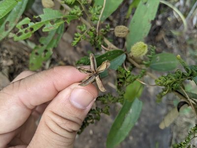 Helicteres angustifolia, photographed by 潘立傑 LICHIEH_PAN