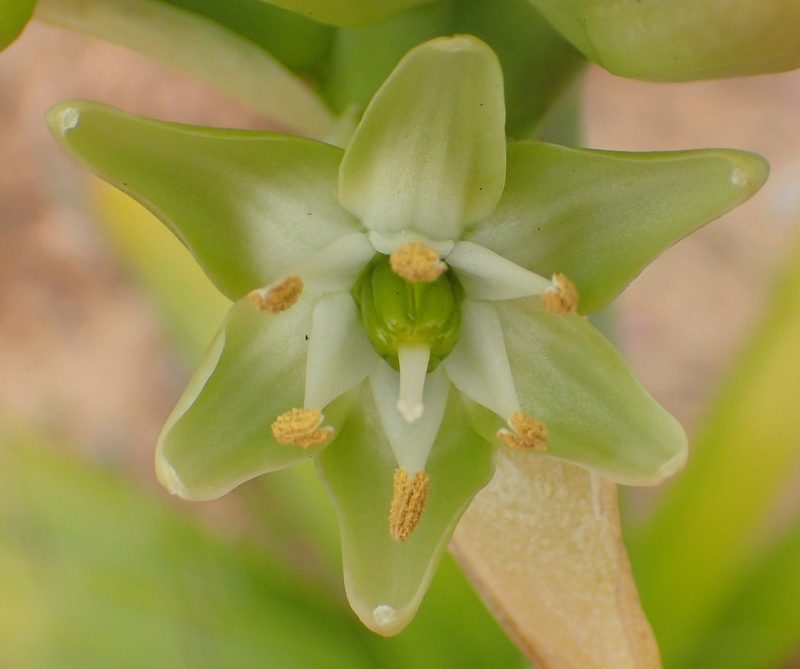 Ethesia xanthochlora, photographed by Nicola van Berkel