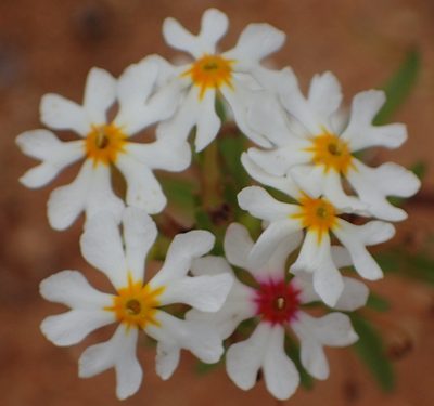 Zaluzianskya affinis, photographed by Nicola van Berkel