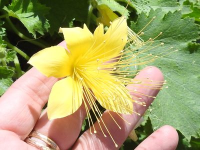 Eucnide bartonioides, photographed by Sam Kieschnick