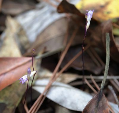 Apteria aphylla, photographed by Lauren McLaurin