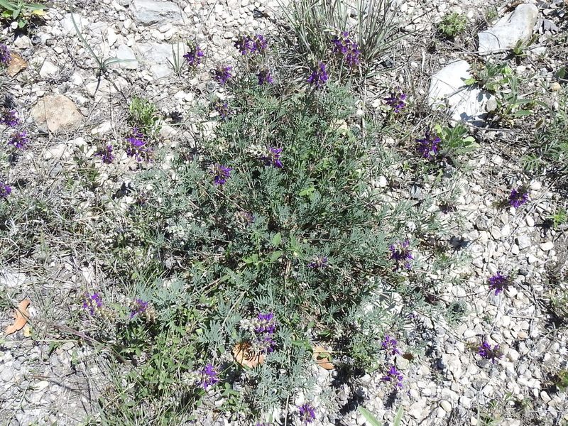 Dalea lasiathera, photographed by Sam Kieschnick
