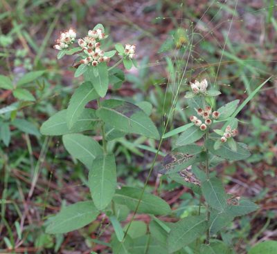 Pluchea foetida