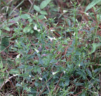 Mecardonia acuminata, photographed by Lauren McLaurin