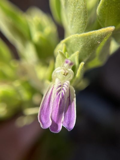 Pogonospermum mollissimum, photographed by Matt Berger