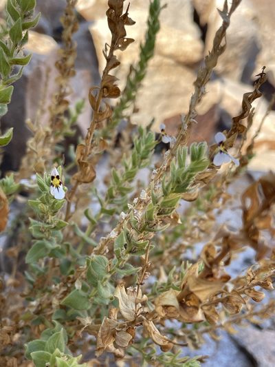 Jamesbrittenia megaphylla, photographed by Matt Berger