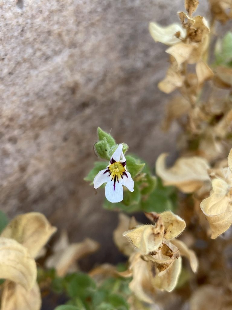 Jamesbrittenia megaphylla, photographed by Matt Berger