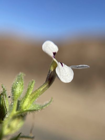 Jamesbrittenia megaphylla, photographed by Matt Berger