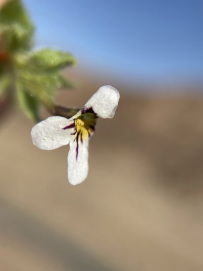 Jamesbrittenia megaphylla, photographed by Matt Berger