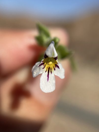 Jamesbrittenia megaphylla, photographed by Matt Berger