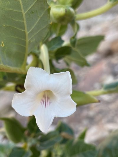 Rogeria longiflora, photographed by Matt Berger