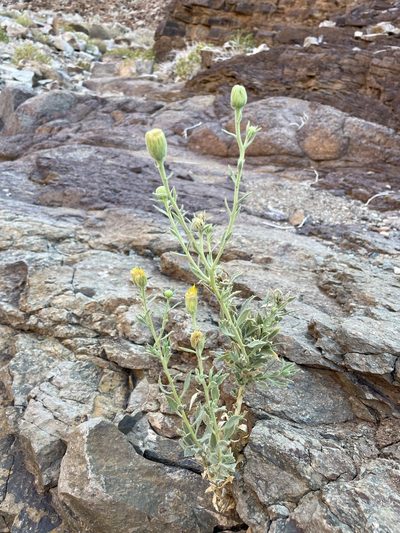 Pegolettia oxyodonta, photographed by Matt Berger