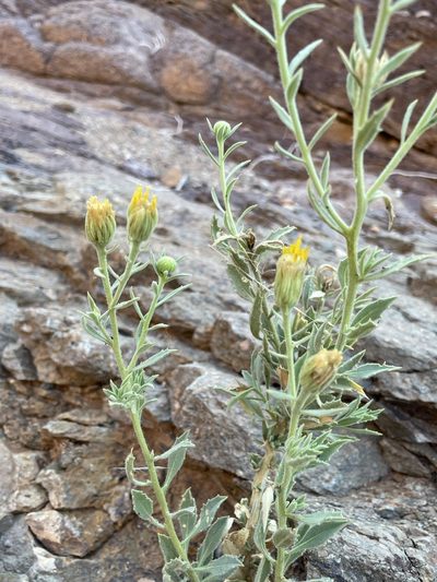 Pegolettia oxyodonta, photographed by Matt Berger