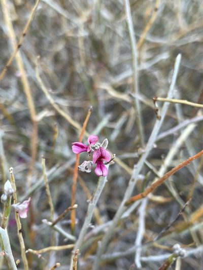 Indigofera pungens, photographed by Matt Berger